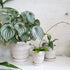 Lene Kuhl Ceramics Planters - Wave